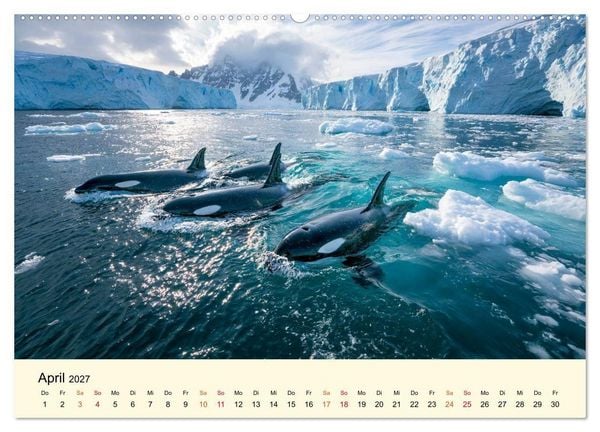 Produktbild: Orcas - Wilde Eleganz des Meeres (hochwertiger Premium Wandkalender 2027 DIN A2 quer), Kunstdruck in Hochglanz