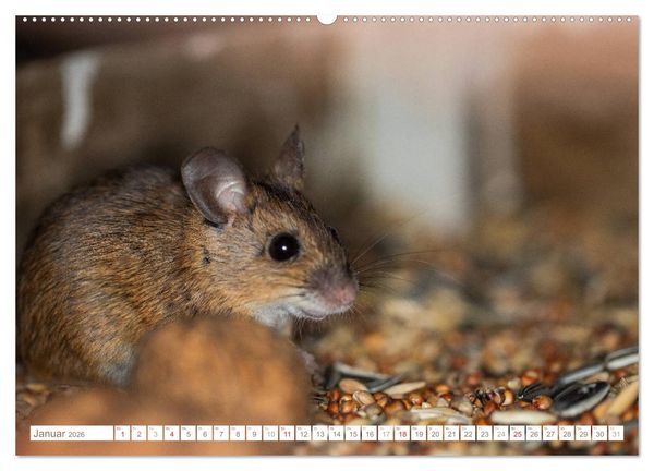 Produktbild: Die Maus im Vogelhaus (hochwertiger Premium Wandkalender 2026 DIN A2 quer), Kunstdruck in Hochglanz