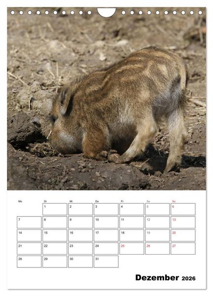 Produktbild: Der wildschweinische Terminplaner (Wandkalender 2026 DIN A4 hoch), CALVENDO Monatskalender