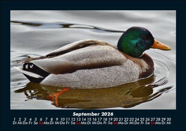 Produktbild: Enten 2026 Fotokalender DIN A5