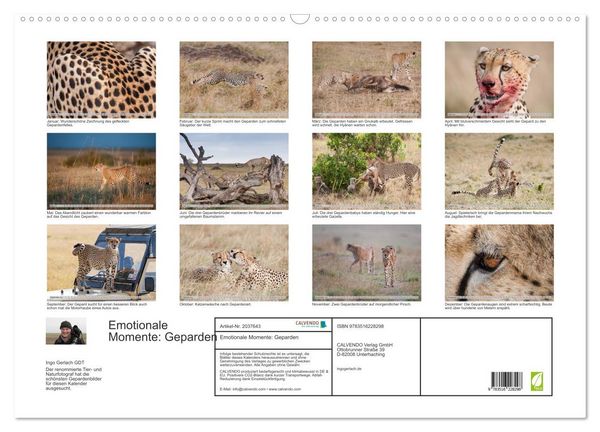 Produktbild: Emotionale Momente: Geparden (Wandkalender 2026 DIN A2 quer), CALVENDO Monatskalender