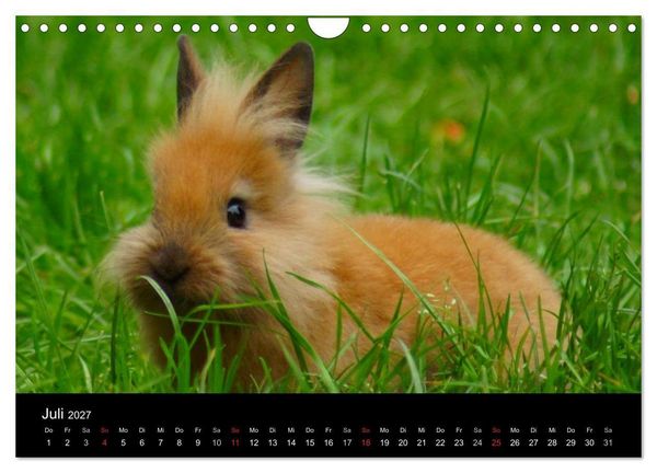 Produktbild: Die Welt der Haustiere (Wandkalender 2027 DIN A4 quer), CALVENDO Monatskalender