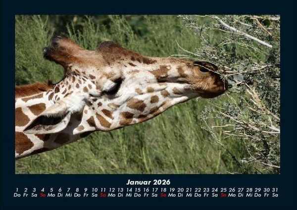 Produktbild: Giraffen 2026 Fotokalender DIN A4