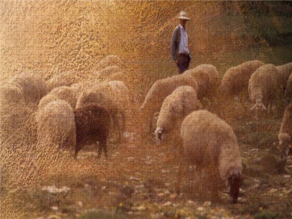 Produktbild: CALVENDO Puzzle Hirte und Herde | 1000 Teile Lege-Gr&ouml;&szlig;e 64x48cm Foto-Puzzle f&uuml;r gl&uuml;ckliche Stunden
