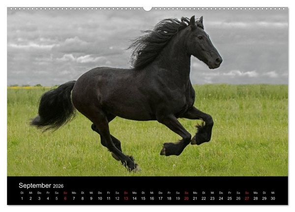 Produktbild: Friesen - Sch&ouml;nheit, Kraft und Eleganz (hochwertiger Premium Wandkalender 2026 DIN A2 quer), Kunstdruck in Hochglanz