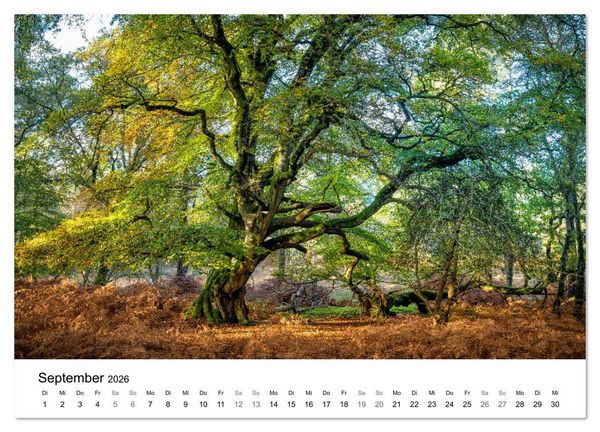 Produktbild: Magie der W&auml;lder Britanniens (Wandkalender 2026 DIN A4 quer), CALVENDO Monatskalender