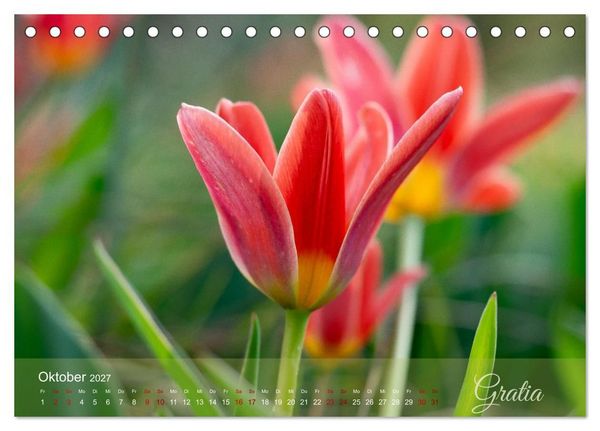 Produktbild: Tulipa et Verba &ndash; Tulpenbl&uuml;ten und stille W&ouml;rter (Tischkalender 2027 DIN A5 quer), CALVENDO Monatskalender