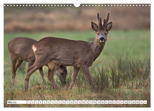 Produktbild: Anmut mit sanften Augen - Rehwild in der freien Natur (Wandkalender 2026 DIN A3 quer), CALVENDO Monatskalender
