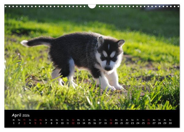 Produktbild: Huskys - Traumhunde (Wandkalender 2026 DIN A3 quer), CALVENDO Monatskalender