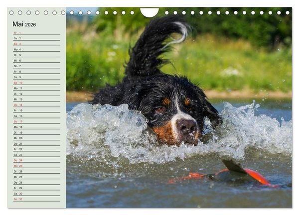 Produktbild: Berner Sennenhunde in Action (Wandkalender 2026 DIN A4 quer), CALVENDO Monatskalender