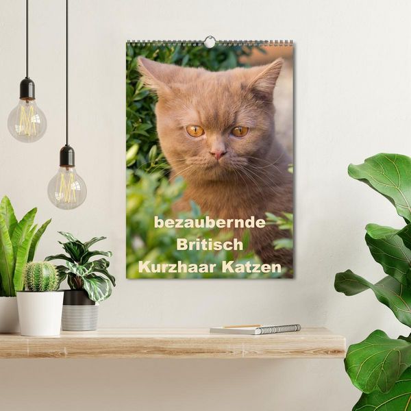 Produktbild: bezaubernde Britisch Kurzhaar Katzen (Wandkalender 2026 DIN A3 hoch), CALVENDO Monatskalender