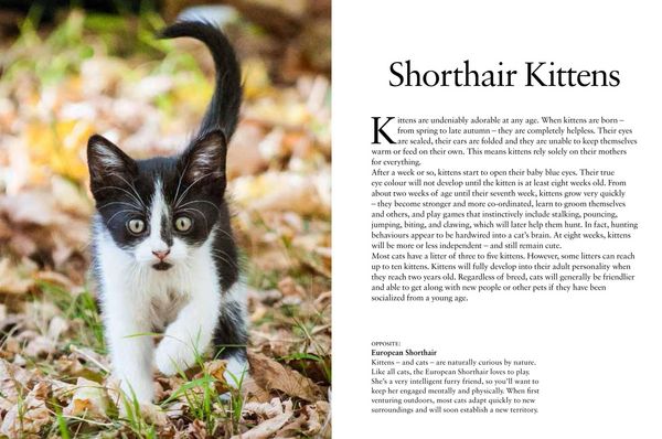 Produktbild: Kittens