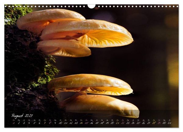 Produktbild: Pilze - die Stars der Waldb&uuml;hne (Wandkalender 2027 DIN A3 quer), CALVENDO Monatskalender