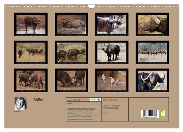 Produktbild: B&uuml;ffel (Wandkalender 2026 DIN A3 quer), CALVENDO Monatskalender