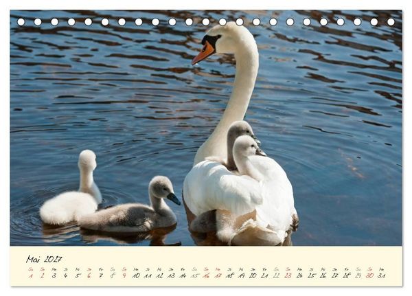 Produktbild: Vom K&uuml;ken zum stolzen Schwan (Tischkalender 2027 DIN A5 quer), CALVENDO Monatskalender