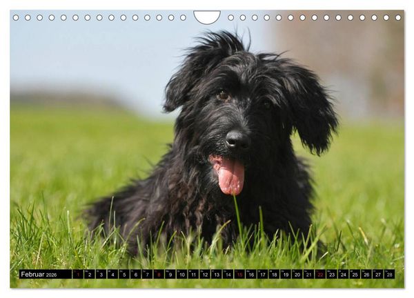 Produktbild: Altdeutsche H&uuml;tehunde - Fast vergessen (Wandkalender 2026 DIN A4 quer), CALVENDO Monatskalender