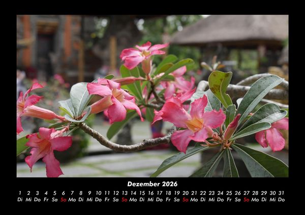 Produktbild: Blumen & Pflanzen 2026 Fotokalender DIN A3