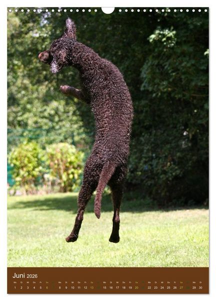 Produktbild: Curly Coated Retriever 2026 (Wandkalender 2026 DIN A3 hoch), CALVENDO Monatskalender