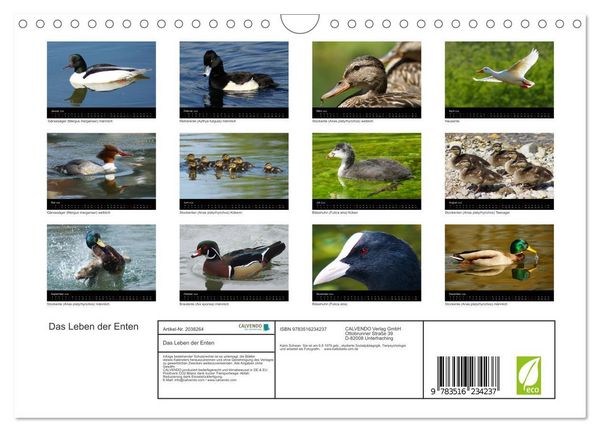 Produktbild: Das Leben der Enten (Wandkalender 2026 DIN A4 quer), CALVENDO Monatskalender