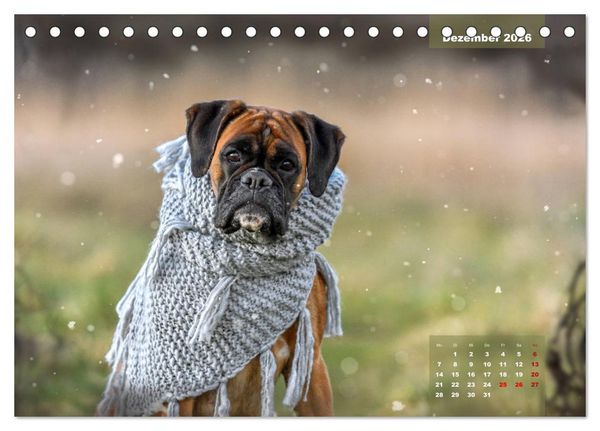 Produktbild: Einmal Boxer - immer Boxer (Tischkalender 2026 DIN A5 quer), CALVENDO Monatskalender