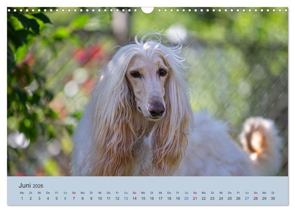 Produktbild: AFGHANISCHE WINDHUNDE 2026 (Wandkalender 2026 DIN A3 quer), CALVENDO Monatskalender
