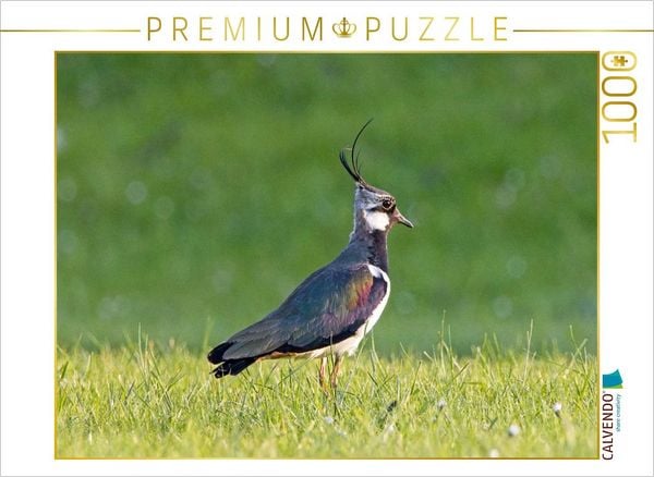 Produktbild: CALVENDO Puzzle Kiebitz auf einer Wiese | 1000 Teile Lege-Gr&ouml;&szlig;e 64x48cm Foto-Puzzle f&uuml;r gl&uuml;ckliche Stunden