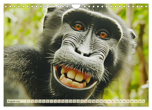 Produktbild: Affige Selfies. Tierisch witziges aus dem Dschungel (Wandkalender 2026 DIN A4 quer), CALVENDO Monatskalender