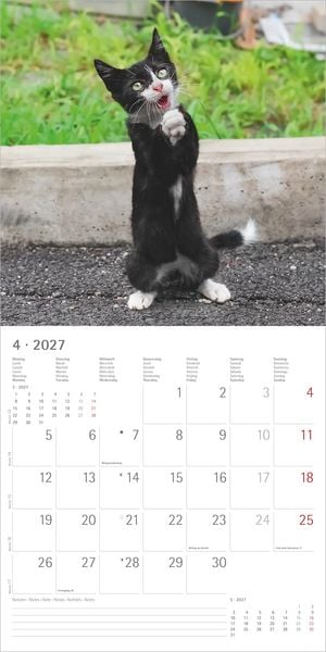 Produktbild: Funny Cats 2027