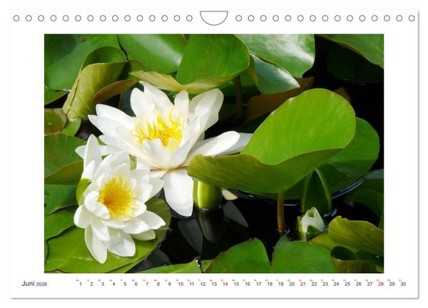 Produktbild: Bl&uuml;ten eines Sommers (Wandkalender 2026 DIN A4 quer), CALVENDO Monatskalender