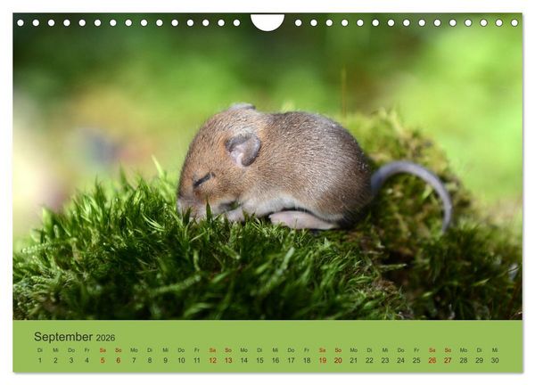 Produktbild: Die lieben Kleinen ... Tierkinder einfach zum Knuddeln (Wandkalender 2026 DIN A4 quer), CALVENDO Monatskalender