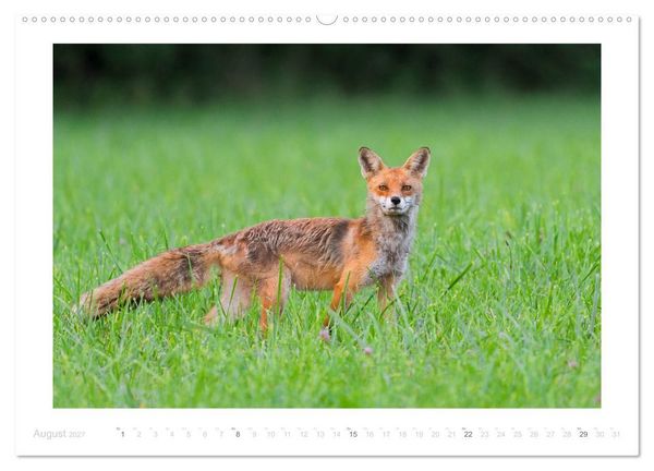 Produktbild: Der Rotfuchs (hochwertiger Premium Wandkalender 2027 DIN A2 quer), Kunstdruck in Hochglanz