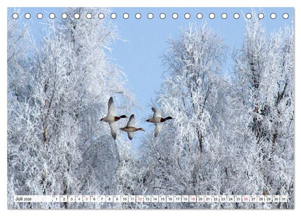 Produktbild: Eiszeit. Winter und Frost in der Natur (Tischkalender 2026 DIN A5 quer), CALVENDO Monatskalender