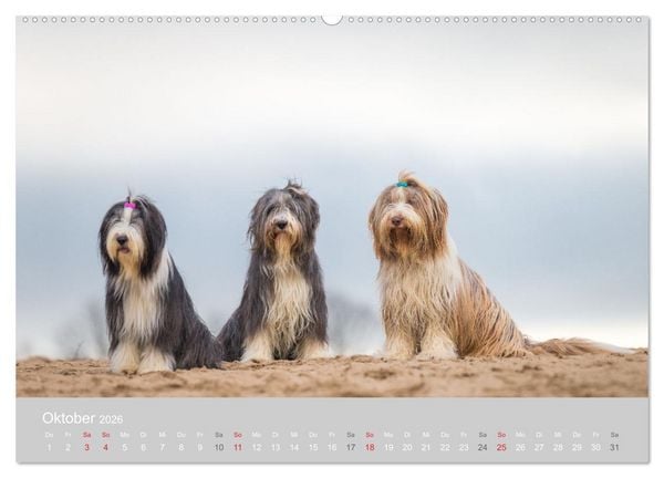 Produktbild: BEARDED COLLIES 2026 (hochwertiger Premium Wandkalender 2026 DIN A2 quer), Kunstdruck in Hochglanz