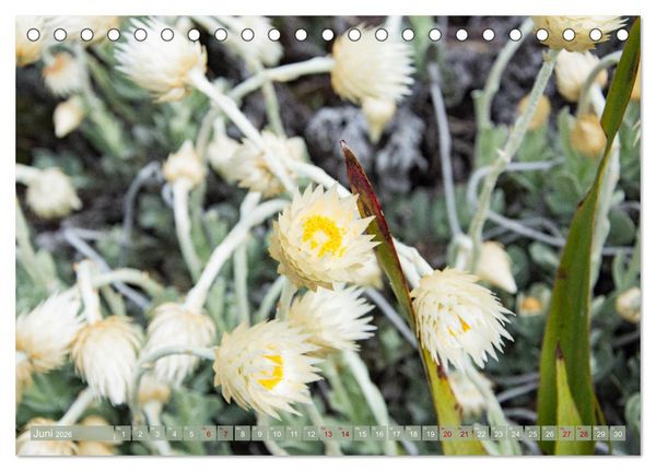 Produktbild: Fynbos - Die einzigartige Flora S&uuml;dafrikas (Tischkalender 2026 DIN A5 quer), CALVENDO Monatskalender