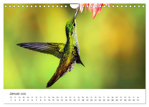 Produktbild: Kolibris - wahre Luftakrobaten (Wandkalender 2026 DIN A4 quer), CALVENDO Monatskalender