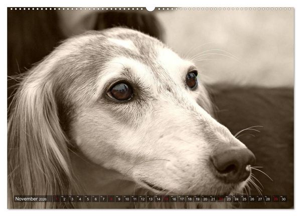Produktbild: Windhunde eye-catcher (Wandkalender 2026 DIN A2 quer), CALVENDO Monatskalender