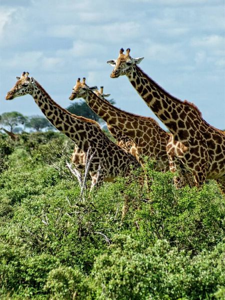 Produktbild: CALVENDO Puzzle Giraffen. Voller Stolz und Grazie | 1000 Teile Lege-Gr&ouml;&szlig;e 64x48cm Foto-Puzzle f&uuml;r gl&uuml;ckliche Stunden