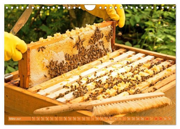 Produktbild: Ein Leben f&uuml;r den Honig: Bienen und Imker (Wandkalender 2027 DIN A4 quer), CALVENDO Monatskalender