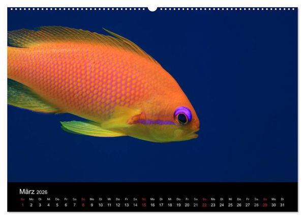 Produktbild: Bilder der Tiefe 2026 (hochwertiger Premium Wandkalender 2026 DIN A2 quer), Kunstdruck in Hochglanz