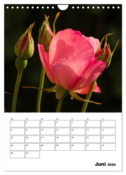 Produktbild: Zauberhafte Rosen (Wandkalender 2026 DIN A4 hoch), CALVENDO Monatskalender