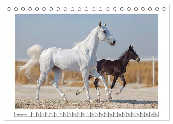 Produktbild: Bezaubernde Eleganz wei&szlig;er Pferde (Tischkalender 2026 DIN A5 quer), CALVENDO Monatskalender