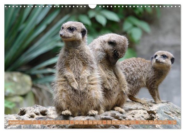 Produktbild: Erdm&auml;nnchen Familienbande (Wandkalender 2026 DIN A3 quer), CALVENDO Monatskalender