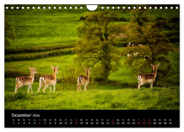 Produktbild: Rehe und Hirsche in freier Natur (Wandkalender 2026 DIN A4 quer), CALVENDO Monatskalender