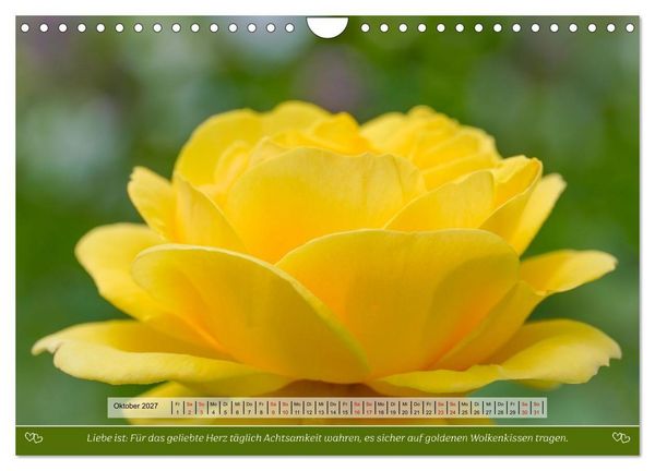 Produktbild: Rosen, Liebe ist (Wandkalender 2027 DIN A4 quer), CALVENDO Monatskalender