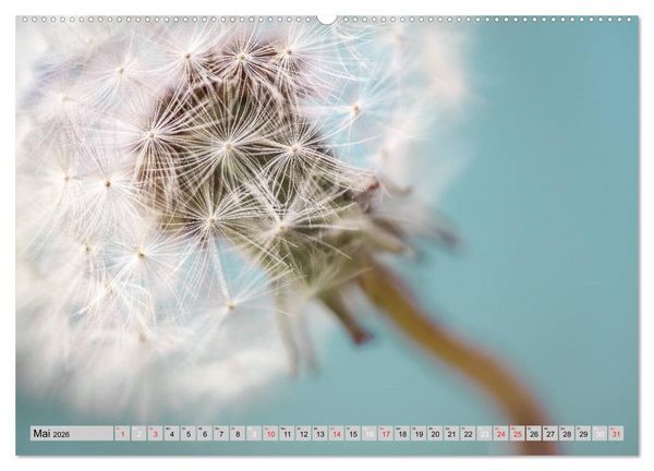Produktbild: PusteblumenZauber (hochwertiger Premium Wandkalender 2026 DIN A2 quer), Kunstdruck in Hochglanz
