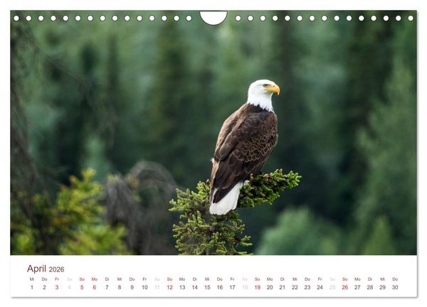 Produktbild: Der Alaska Kalender (Wandkalender 2026 DIN A4 quer), CALVENDO Monatskalender