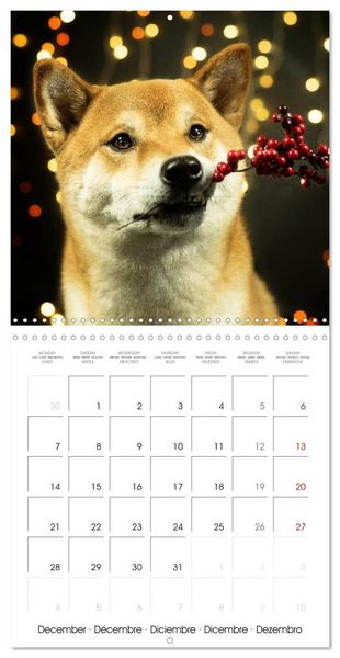 Produktbild: Little Samurais - The Shiba Inu (Wall Calendar 2026 12 &times; 12 Inch) CALVENDO 12 Month Wall Calendar