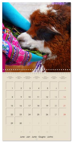 Produktbild: Alpacas & Llamas (Wall Calendar 2026 12 &times; 12 Inch) CALVENDO 12 Month Wall Calendar