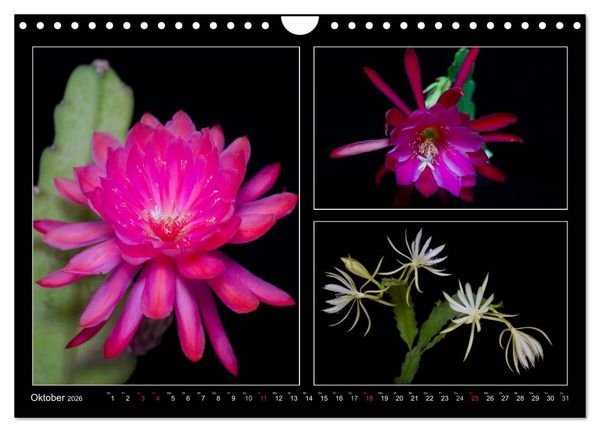 Produktbild: Epiphyllum-Hybriden (Wandkalender 2026 DIN A4 quer), CALVENDO Monatskalender