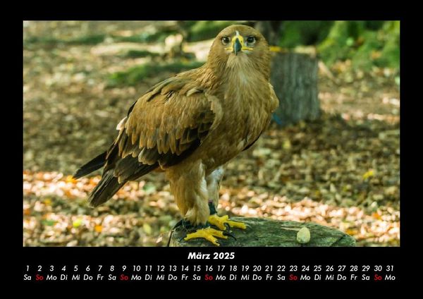 Produktbild: V&ouml;gel 2025 Fotokalender DIN A3